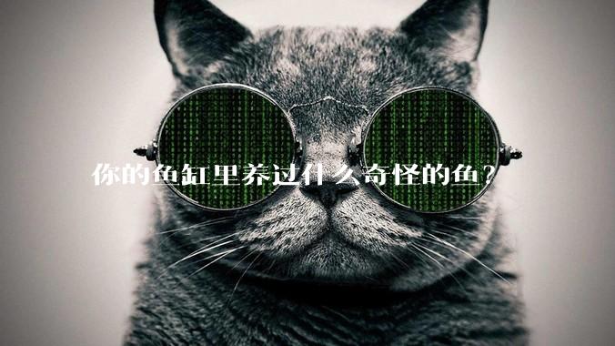 你的鱼缸里养过什么奇怪的鱼？